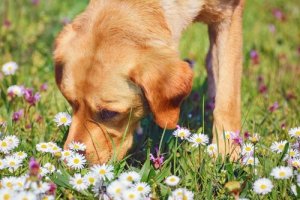 Camomila, uma planta medicinal para os animais de estimação