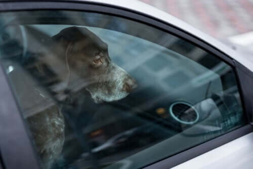 Deixar animais de estimação dentro de carros pode ser fatal