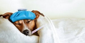 Como evitar a propagação da gripe entre animais de estimação