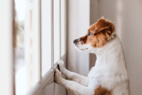 Por que meu cachorro gosta de lamber a parede?