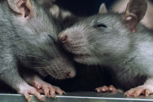 Por que os ratos evitam machucar seus congêneres?