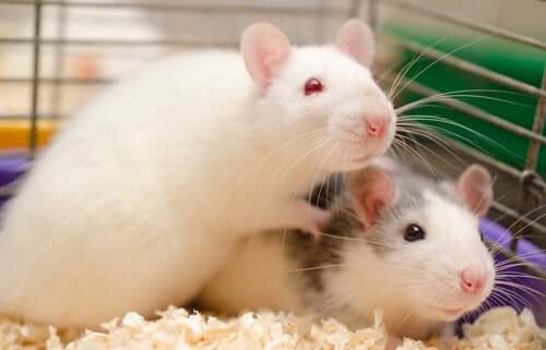 Como é possível saber se os ratos evitam machucar seus congêneres?