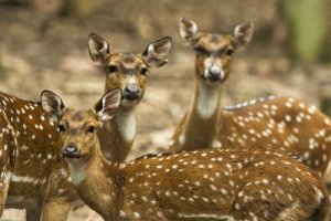 Características do chital