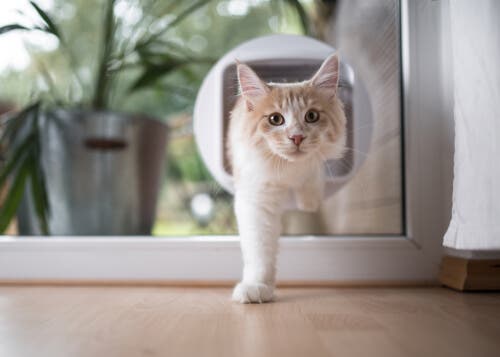 tipos de portas para gatos