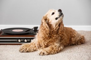 Quais são os efeitos da música nos animais?