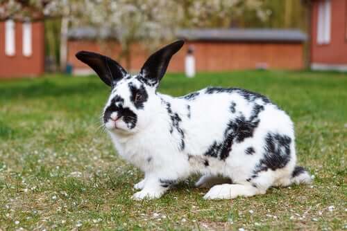 O gigante continental