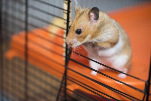 dicas para limpar a gaiola de um hamster 