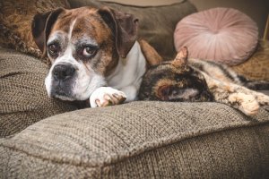 As melhores dicas para cuidar de cães e gatos idosos