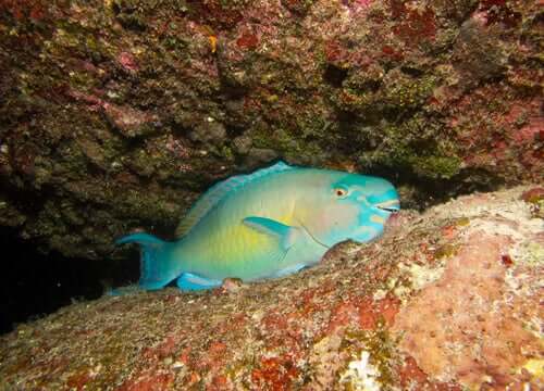 o descanso dos peixes