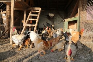 Como escolher o galinheiro perfeito para suas galinhas?