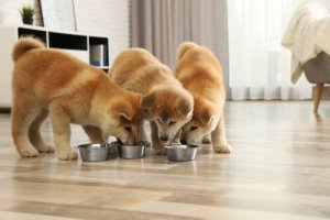 Multivitamínicos para filhotes: o que você precisa saber sobre o assunto?