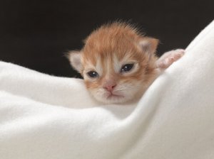 Como cuidar de um gatinho recém-nascido?