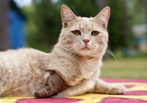 Como cuidar de um gato que tenha uma pata amputada