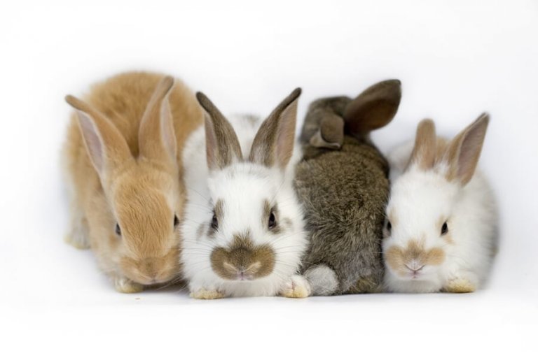 Síndrome vestibular em coelhos: o que é isso?