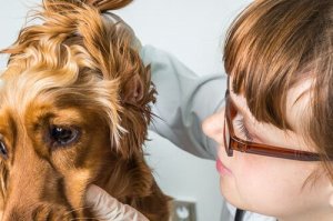 Hematoma na orelha em cães e gatos