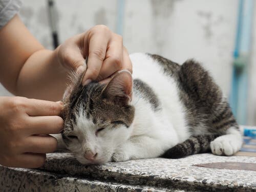 Hematoma na orelha em cães e gatos