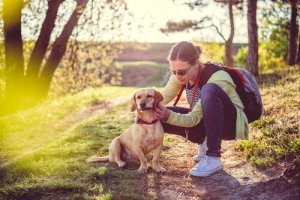 Hipotireoidismo canino: causas e tratamento