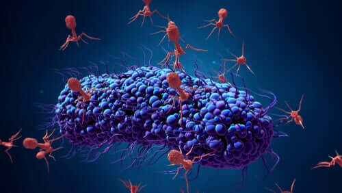 O termo bacteriófago e a sua importância