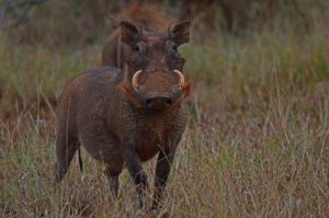 Habitat e características do Phacochoerus