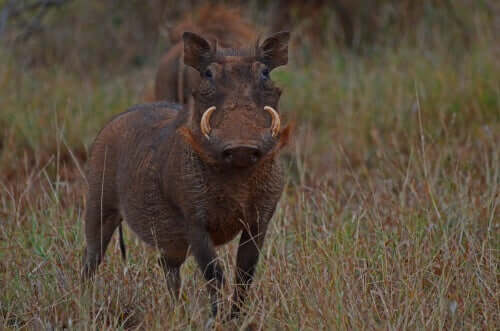 Habitat e características do Phacochoerus