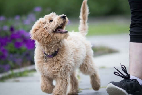 Labradoodle: feliz e companheiro