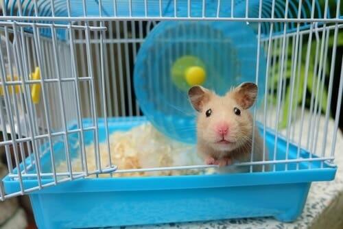 4 dicas para limpar a gaiola de um hamster