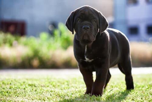 Cane corso