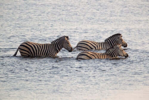 A zebra-da-planície: características e habitat