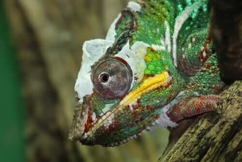 a muda de pele dos répteis