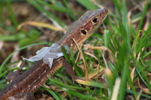 A muda de pele dos répteis