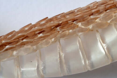 a muda de pele dos répteis