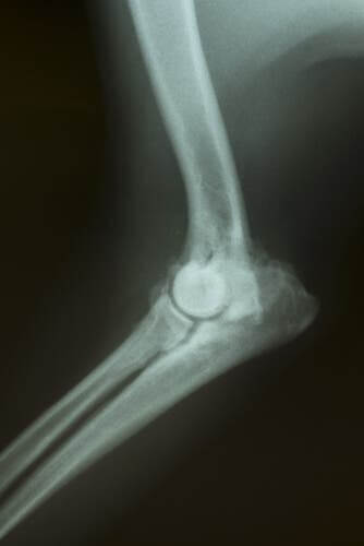 osteoartrite canina