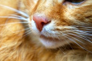 Cinomose em gatos ou panleucopenia: o que é e como tratar