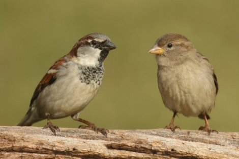 O pardal-doméstico na Espanha: em perigo de extinção? - Meus Animais