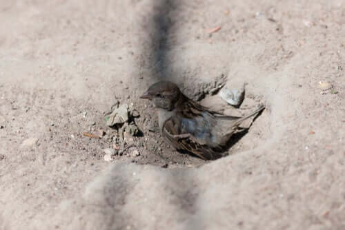 Especialistas em adaptação na cidade