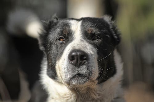 Pastor-da-ásia-central