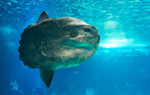 O peixe-lua, o peixe mais pesado do mundo