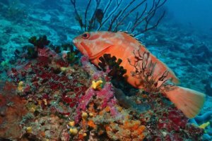 Como os peixes descansam?