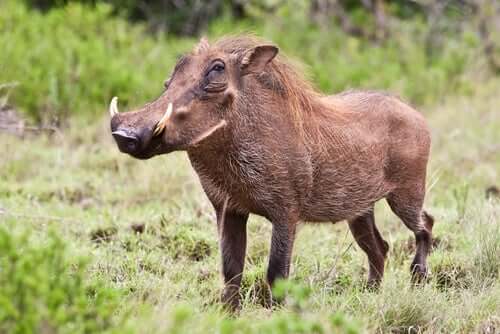 Características do Phacochoerus aethiopicus