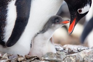 Cuidado parental: vale a pena o esforço?