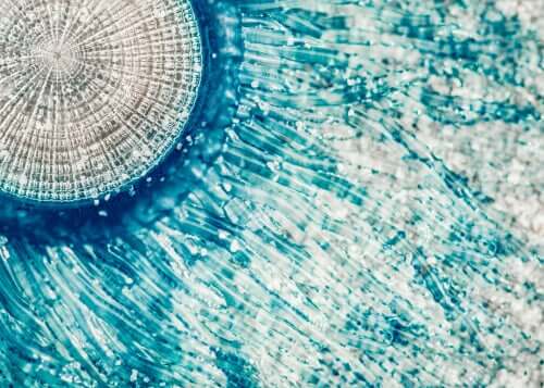 Porpita porpita, a água-viva botão azul