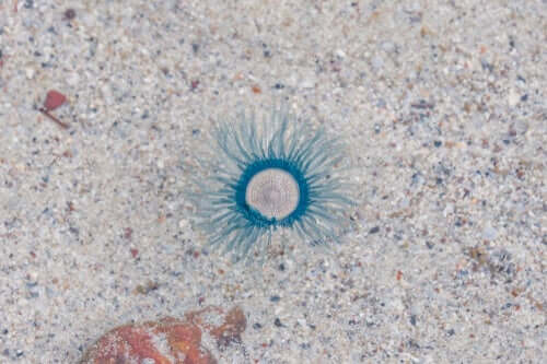 Porpita porpita, a água-viva botão azul