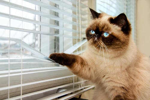 tipos de portas para gatos