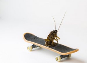 Por que as baratas são consideradas um dos insetos mais antigos?