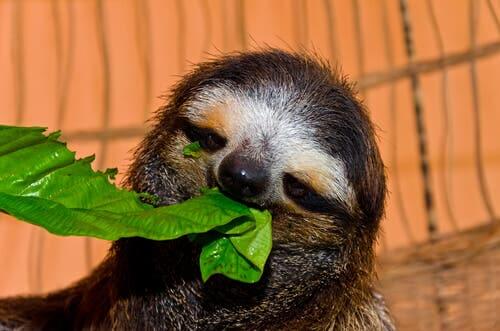 A preguiça-de-garganta-marrom e três dedos