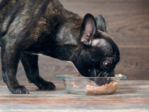 A microbiota intestinal canina