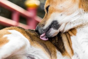 Quais são as raças de cachorro mais limpas?