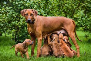 Fatos importantes sobre a amamentação em cães