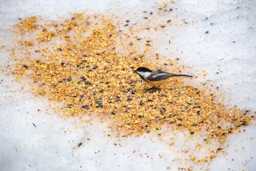 Aprenda sobre as diferentes sementes para pássaros