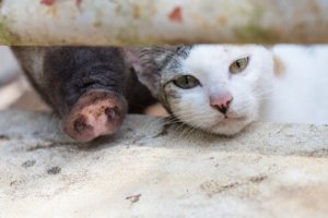 Síndrome gato-porco: o que é essa alergia